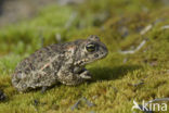 Rugstreeppad (Bufo calamita