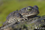 Rugstreeppad (Bufo calamita