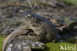 Rugstreeppad (Bufo calamita