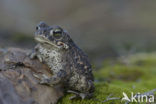 Natterjack toad (Bufo calamita