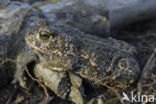 Rugstreeppad (Bufo calamita