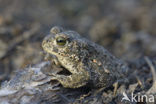 Rugstreeppad (Bufo calamita