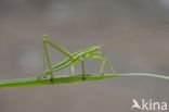 Saga spec. (IUCN red list