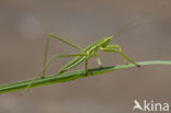 Saga spec. (IUCN red list