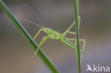 Saga spec. (IUCN red list