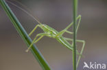 Saga spec. (IUCN red list