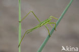 Saga spec. (IUCN red list