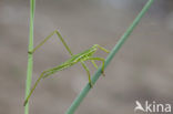 Saga spec. (IUCN red list