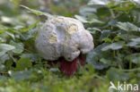 Boletus satanas