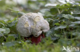 Boletus satanas