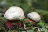 Satansboleet (Boletus satanas) 