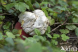 Satansboleet (Boletus satanas) 