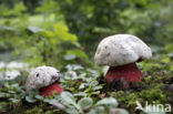 Satansboleet (Boletus satanas) 