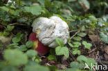 Satansboleet (Boletus satanas) 