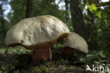 Boletus satanas