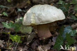 Boletus satanas