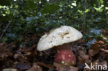 Boletus satanas