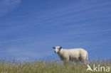 sheep (Ovis spec.)