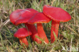 Scarlet Waxcap (Hygrocybe coccinea)