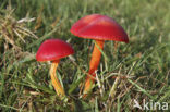 Scarlet Waxcap (Hygrocybe coccinea)