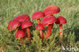 Scarlet Waxcap (Hygrocybe coccinea)