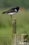 Oystercatcher (Haematopus ostralegus)