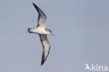 scopoli s shearwater (Calonectris diomedea diomedea)