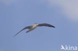 scopoli s shearwater (Calonectris diomedea diomedea)