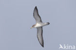 scopoli s shearwater (Calonectris diomedea diomedea)