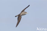 scopoli s shearwater (Calonectris diomedea diomedea)