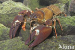 Signal crayfish (Pacifastacus leniusculus)