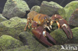 Signal crayfish (Pacifastacus leniusculus)