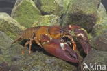 Signal crayfish (Pacifastacus leniusculus)