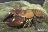 Signal crayfish (Pacifastacus leniusculus)