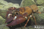 Signal crayfish (Pacifastacus leniusculus)