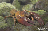 Signal crayfish (Pacifastacus leniusculus)