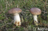 Gomphidius glutinosus