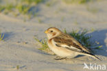 Snow Bunting (Plectrophenax nivalis)