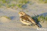 Snow Bunting (Plectrophenax nivalis)