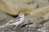 Sneeuwgors (Plectrophenax nivalis)