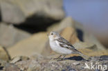 Sneeuwgors (Plectrophenax nivalis)