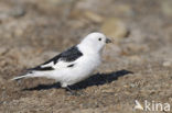 Sneeuwgors (Plectrophenax nivalis)