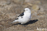 Sneeuwgors (Plectrophenax nivalis)