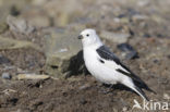 Sneeuwgors (Plectrophenax nivalis)