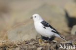 Sneeuwgors (Plectrophenax nivalis)