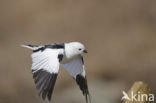 Sneeuwgors (Plectrophenax nivalis)