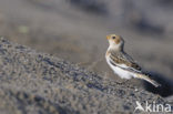 Sneeuwgors (Plectrophenax nivalis)