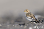 Sneeuwgors (Plectrophenax nivalis)