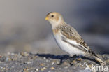 Sneeuwgors (Plectrophenax nivalis)