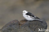 Snow Bunting (Plectrophenax nivalis)